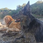 Souris Mon Chien  Border Collie Femelle - Garde d'animaux à domicile