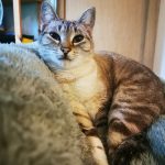 Mine Mon Chat  Abyssin Femelle - Garde d'animaux à domicile