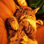Garou Mon Chat  Abyssin Mâle stérilisé - Garde d'animaux à domicile
