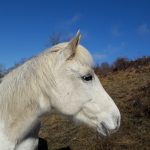 Lo oui Mon Cheval  Z Femelle - Garde d'animaux à domicile