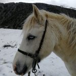 Ti'pie Mon Poney  Z Hongre - Garde d'animaux à domicile