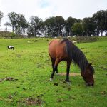 Châtaigne Mon Poney  Z Femelle - Garde d'animaux à domicile