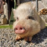 Guy Mon Cochon  Vietnamien Mâle stérilisé - Garde d'animaux à domicile