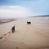 Images de profil de Lara - Blooming Pets - Petsitting et garde d'animaux à domicile