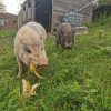 Images de profil de Lara - Blooming Pets - Petsitting et garde d'animaux à domicile