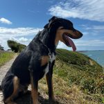 Koda Mon Chien  Beauceron Mâle stérilisé - Garde d'animaux à domicile