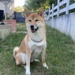 Aïko Mon Chien  Shiba Inu Mâle stérilisé - Garde d'animaux à domicile