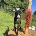 Paquita Ma Chèvre  Naine Femelle - Garde d'animaux à domicile