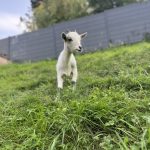 Athéna Ma Chèvre  Naine Femelle - Garde d'animaux à domicile