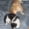Images de profil de Lauryn - Blooming Pets - Petsitting et garde d'animaux à domicile