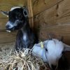 Images de profil de Lauryn - Blooming Pets - Petsitting et garde d'animaux à domicile