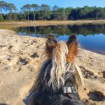 Milou Mon Chien  Yorkshire Terrier Mâle - Garde d'animaux à domicile