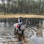 Jadis (ma dp) Mon Cheval  Selle Français Femelle - Garde d'animaux à domicile