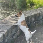 Baki Mon Chien  Jack Russell Terrier Mâle stérilisé - Garde d'animaux à domicile