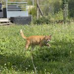 Natsu Mon Chat  Européen Mâle stérilisé - Garde d'animaux à domicile