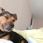 Mon Chien 1 - Nouveau Mon Chien  Pinscher Allemand Femelle - Garde d'animaux à domicile