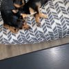 Images de profil de Laura - Blooming Pets - Petsitting et garde d'animaux à domicile