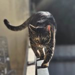 Tigrou Mon Chat  Européen Mâle - Garde d'animaux à domicile