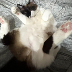 Ossé Mon Chat  Snowshoe Femelle - Garde d'animaux à domicile