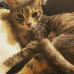 Féa Mon Chat  Croisé Femelle - Garde d'animaux à domicile