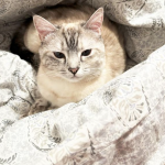 Wowo Mon Chat  Croisé Femelle stérilisée - Garde d'animaux à domicile