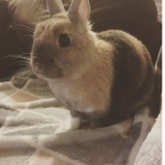 Pinousse Mon Lapin  Nain Rex Femelle - Garde d'animaux à domicile