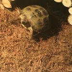 Ymir Ma Tortue  De Horsfield Femelle - Garde d'animaux à domicile