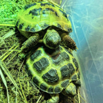 Thyr Ma Tortue  De Horsfield Femelle - Garde d'animaux à domicile