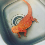 Smaugi Mon Lézard  Agame Barbu (Pogona Vitticeps) Mâle - Garde d'animaux à domicile