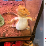 Freya Mon Lézard  Agame Barbu (Pogona Vitticeps) Femelle - Garde d'animaux à domicile