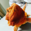 Images de profil de laura - Blooming Pets - Petsitting et garde d'animaux à domicile