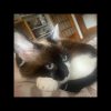 Images de profil de laura - Blooming Pets - Petsitting et garde d'animaux à domicile