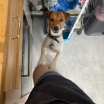 Lora Mon Chien  Jack Russell Terrier Femelle - Garde d'animaux à domicile