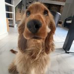 Joy Mon Chien  Cocker Anglais Mâle - Garde d'animaux à domicile