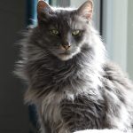 Forest Mon Chat  Maine Coon Mâle - Garde d'animaux à domicile