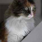 Pepette Mon Chat  Maine Coon Femelle - Garde d'animaux à domicile
