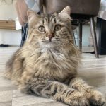 Symone Mon Chat  Maine Coon Femelle - Garde d'animaux à domicile
