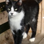 Oscar Mon Chat  Maine Coon Mâle stérilisé - Garde d'animaux à domicile