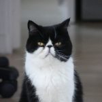Jackson Mon Chat  American Shorthair Mâle stérilisé - Garde d'animaux à domicile