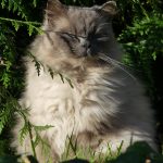 Blue Mon Chat  Sacré de Birmanie Mâle stérilisé - Garde d'animaux à domicile