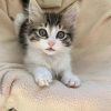 Images de profil de Laurann - Blooming Pets - Petsitting et garde d'animaux à domicile