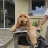 Images de profil de Laurann - Blooming Pets - Petsitting et garde d'animaux à domicile