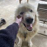 Brutus Mon Chien  Chien de Montagne des Pyrénées Mâle stérilisé - Garde d'animaux à domicile