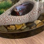 1 Poissons - 20 Litres Mon Aquarium d’eau douce    - Garde d'animaux à domicile