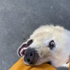 Images de profil de Laure-Elene - Blooming Pets - Petsitting et garde d'animaux à domicile