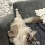 Utah Mon Chat  Sacré de Birmanie Mâle stérilisé - Garde d'animaux à domicile
