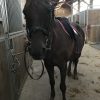 Images de profil de Laure - Blooming Pets - Petsitting et garde d'animaux à domicile