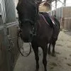 Images de profil de Laure - Blooming Pets - Petsitting et garde d'animaux à domicile