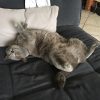 Images de profil de Laure - Blooming Pets - Petsitting et garde d'animaux à domicile