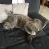 Images de profil de Laure - Blooming Pets - Petsitting et garde d'animaux à domicile